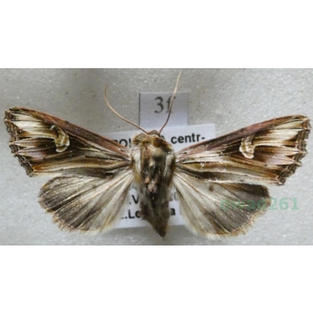 Actinotia polyodon (Clerck, 1759) Cmucha przejrzysta, przydrożnica dziurawcówka Czech3f